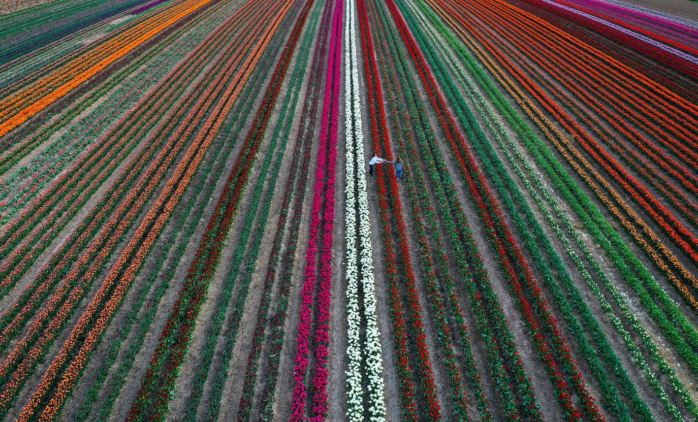 Grevenbroich, en Alemania, cuenta con 100 hectáreas donde reina el color. La primavera ha dejado una larga extensión de formas y tonalidades de todo tipo que se convierten anualmente en un reclamo para amantes de la fotografía y turistas. El colorido lugar es uno de los jardines naturales más grandes del mundo y sus flores configuran paisajes así de espectaculares.