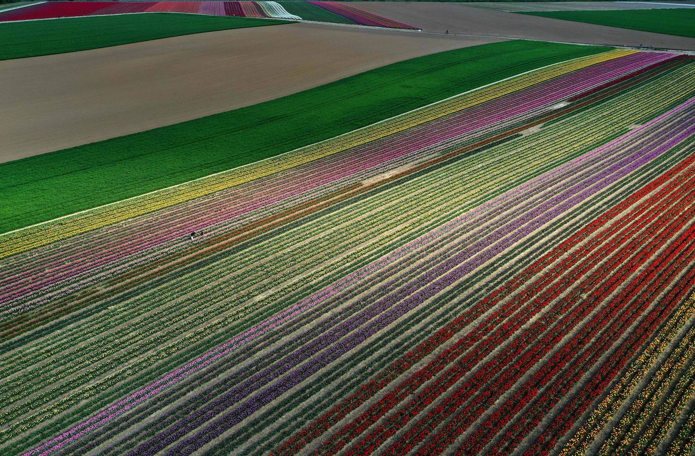 Grevenbroich, en Alemania, cuenta con 100 hectáreas donde reina el color. La primavera ha dejado una larga extensión de formas y tonalidades de todo tipo que se convierten anualmente en un reclamo para amantes de la fotografía y turistas. El colorido lugar es uno de los jardines naturales más grandes del mundo y sus flores configuran paisajes así de espectaculares.