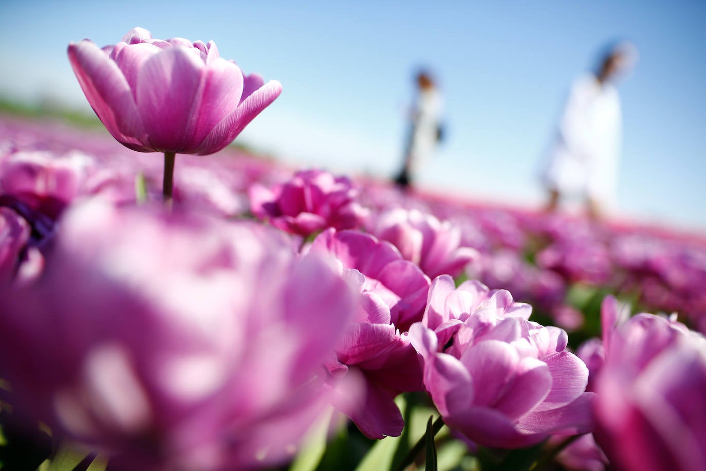 Grevenbroich, en Alemania, cuenta con 100 hectáreas donde reina el color. La primavera ha dejado una larga extensión de formas y tonalidades de todo tipo que se convierten anualmente en un reclamo para amantes de la fotografía y turistas. El colorido lugar es uno de los jardines naturales más grandes del mundo y sus flores configuran paisajes así de espectaculares.