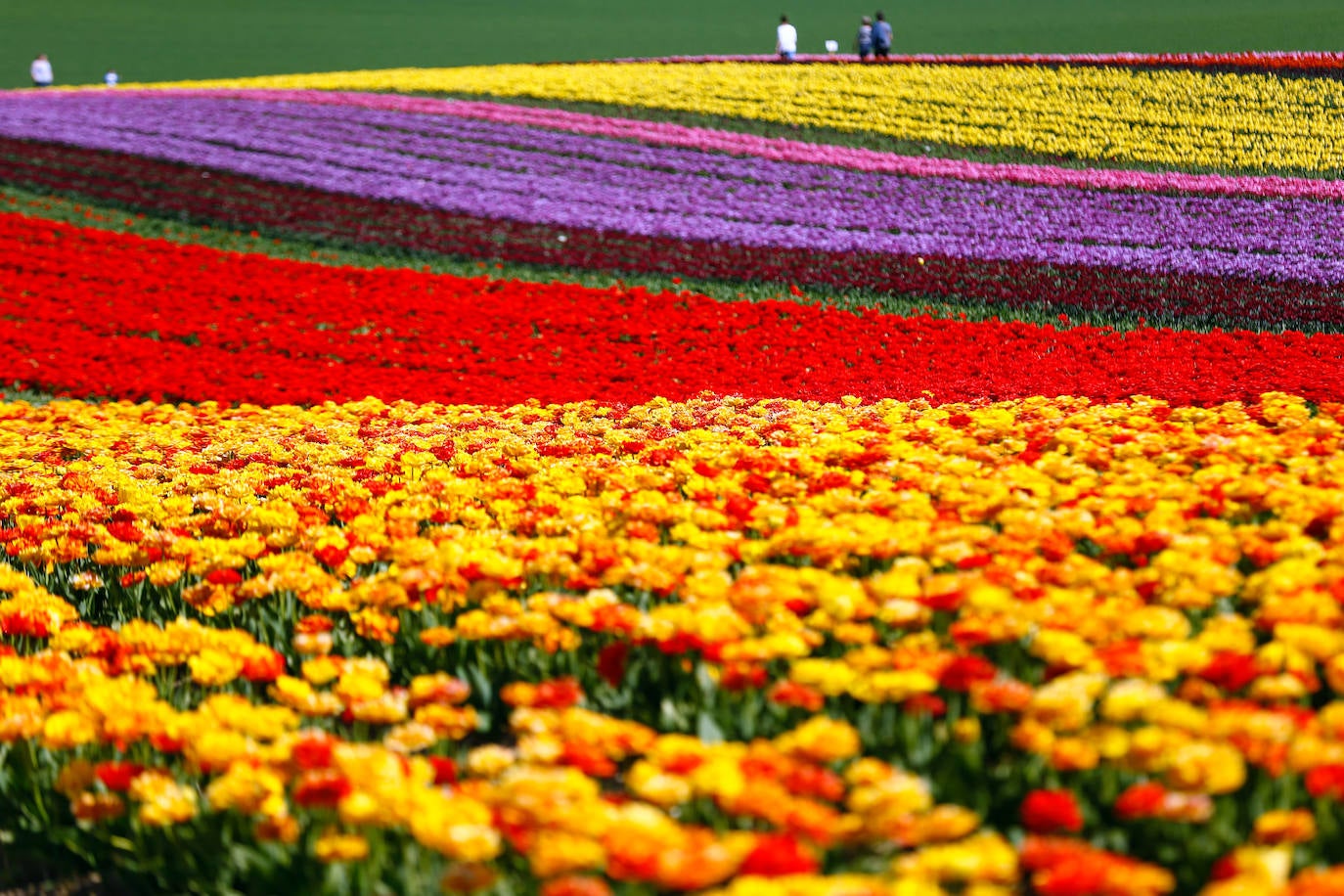 Grevenbroich, en Alemania, cuenta con 100 hectáreas donde reina el color. La primavera ha dejado una larga extensión de formas y tonalidades de todo tipo que se convierten anualmente en un reclamo para amantes de la fotografía y turistas. El colorido jardín es uno de los jardines naturales más grandes del mundo y sus flores configuran paisajes así de espectaculares.