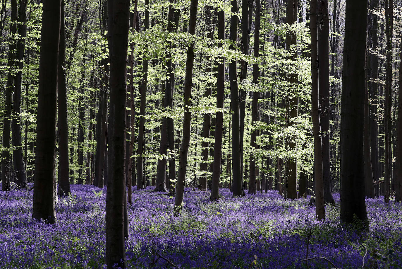 El impresionante bosque belga 'Blue Forest' no volverá a recibir visitas hasta dentro de un tiempo. También conocido como 'Hallerbos', este espectacular paisaje se tiñe de azul durante esta época del año y se convierte en uno de los lugares más visitados de Bélgica en abril. Por el momento, permanecerá cerrado al público por la crisis del Covid-19.