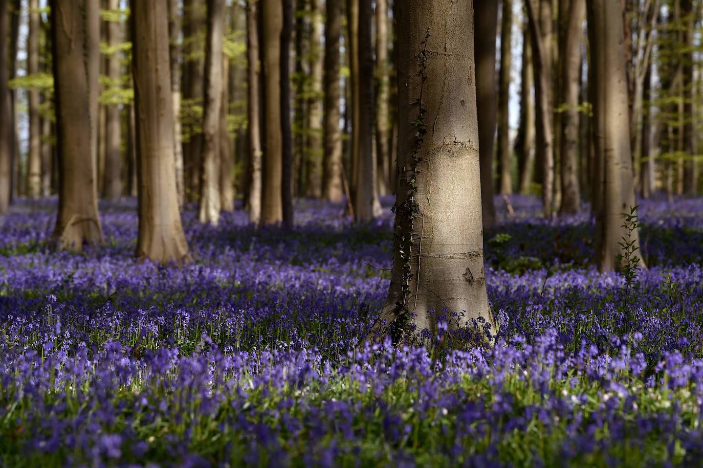 El impresionante bosque belga 'Blue Forest' no volverá a recibir visitas hasta dentro de un tiempo. También conocido como 'Hallerbos', este espectacular paisaje se tiñe de azul durante esta época del año y se convierte en uno de los lugares más visitados de Bélgica en abril. Por el momento, permanecerá cerrado al público por la crisis del Covid-19.