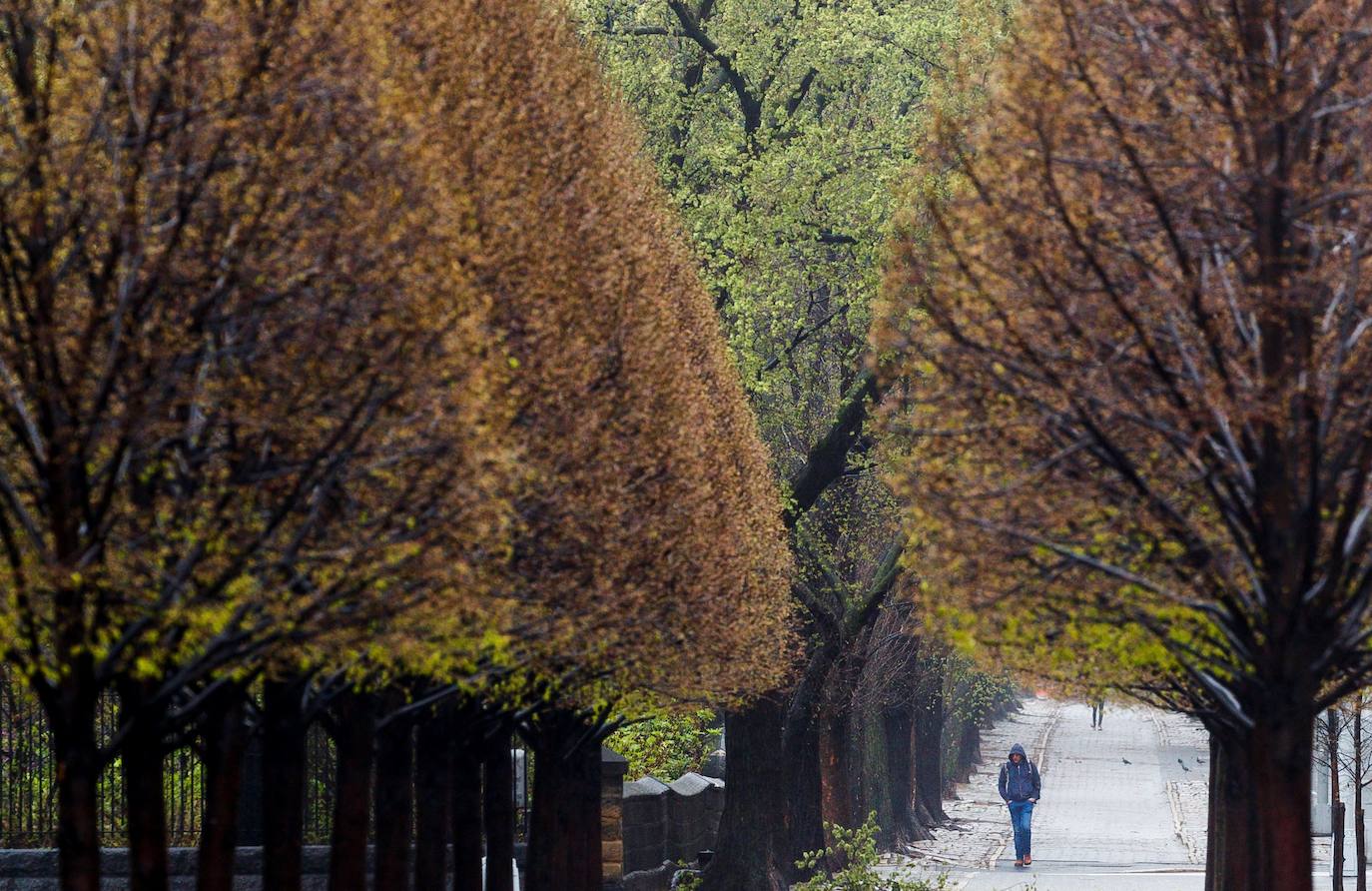 Ya no hay béisbol, ni carruajes de caballos, ni hordas de turistas. Han sido reemplazados por el canto de los pájaros, caminatas solitarias y un renovado aprecio por la belleza del Central Park durante la cuarentena de Nueva York debido al coronavirus. El virus ha matado hasta ahora a más de 12.000 personas en el estado de Nueva York, de un total de más de 223.000 casos confirmados. 