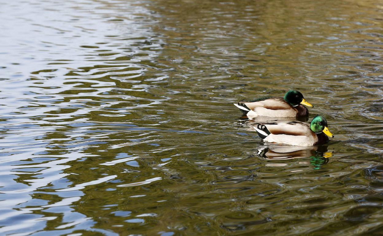 Aves acuáticas en el lago, en una imagen del pasado febrero. 