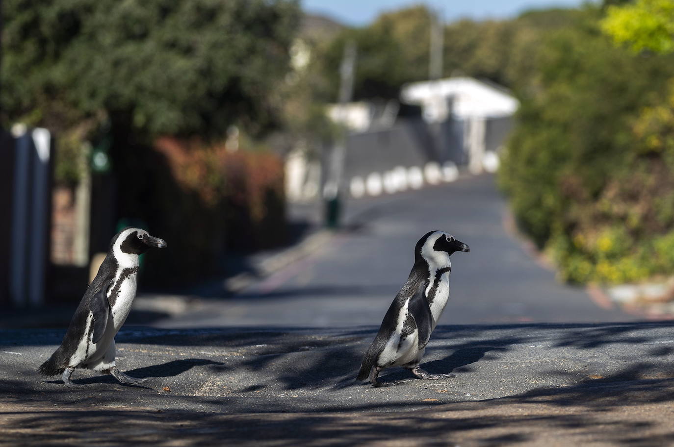 Pingüinos pasean plácidamente por las calles de Sudáfrica durante la cuarentena. 