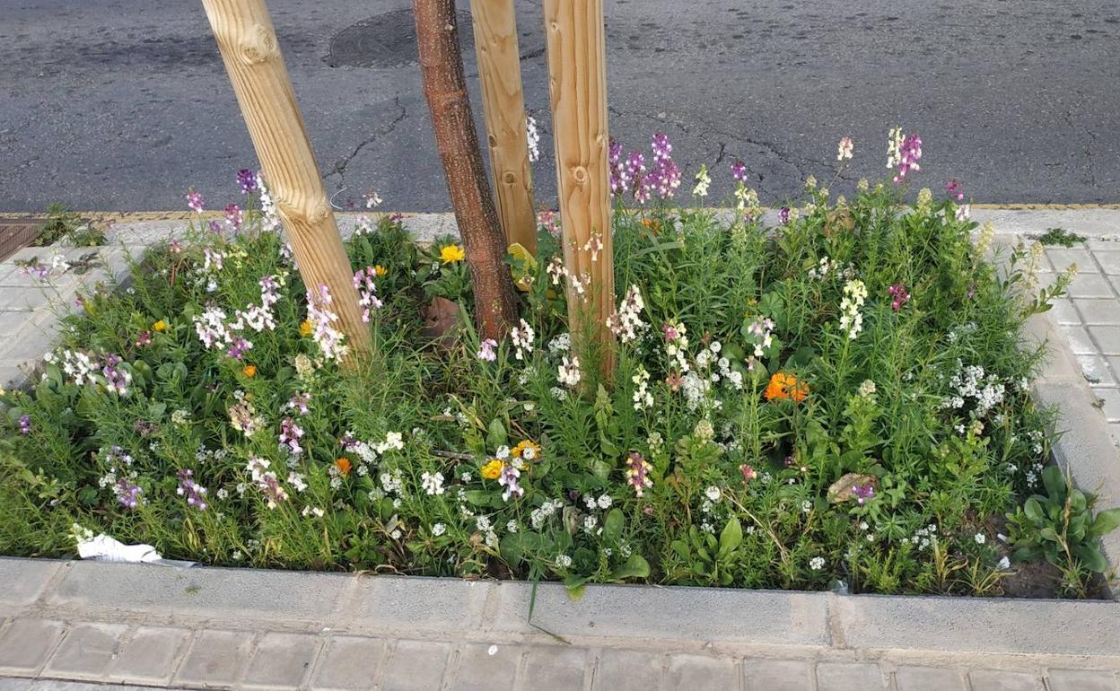 Uno de los alcorques donde se han plantado plantas silvestres. 