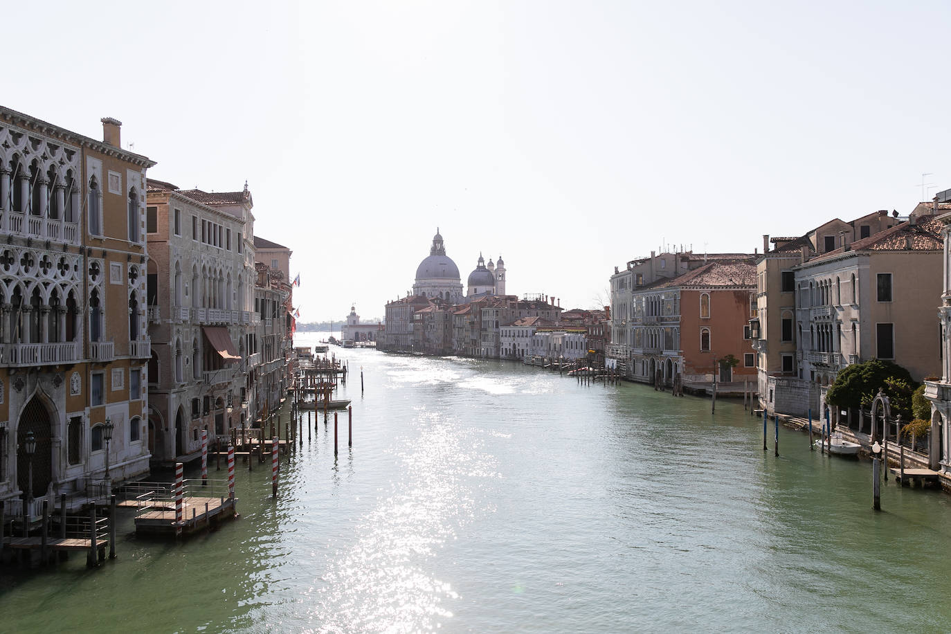 La pandemia del coronavirus ha dejado Venecia más solitaria y bella que nunca. Sin turistas desde principios de marzo, el agua ya no es removida por los miles de barcos, taxis, vaporetti, góndolas y embarcaciones privadas que lo hacen habitualmente. Algunos animales que estaban relegados en los canales más grandes o más amplios, pueden moverse ahora hasta el centro histórico de esta ciudad mágica. 