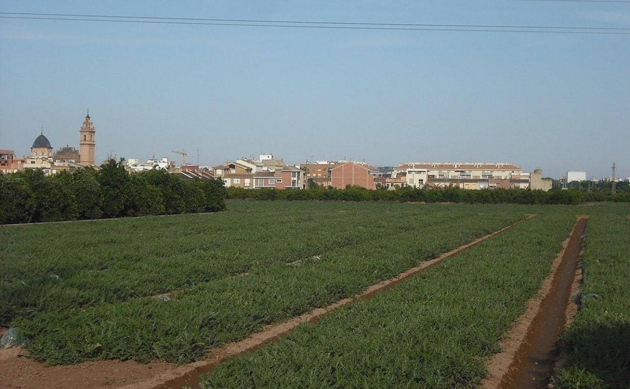 Campos de cultivo del término municipal de Foios. 