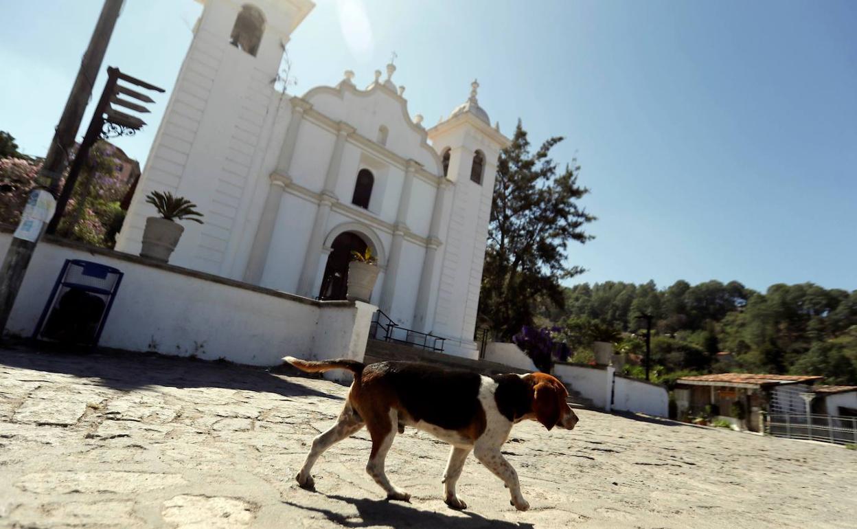 Spama gestionará la recogida de animales abandonados en Gandia