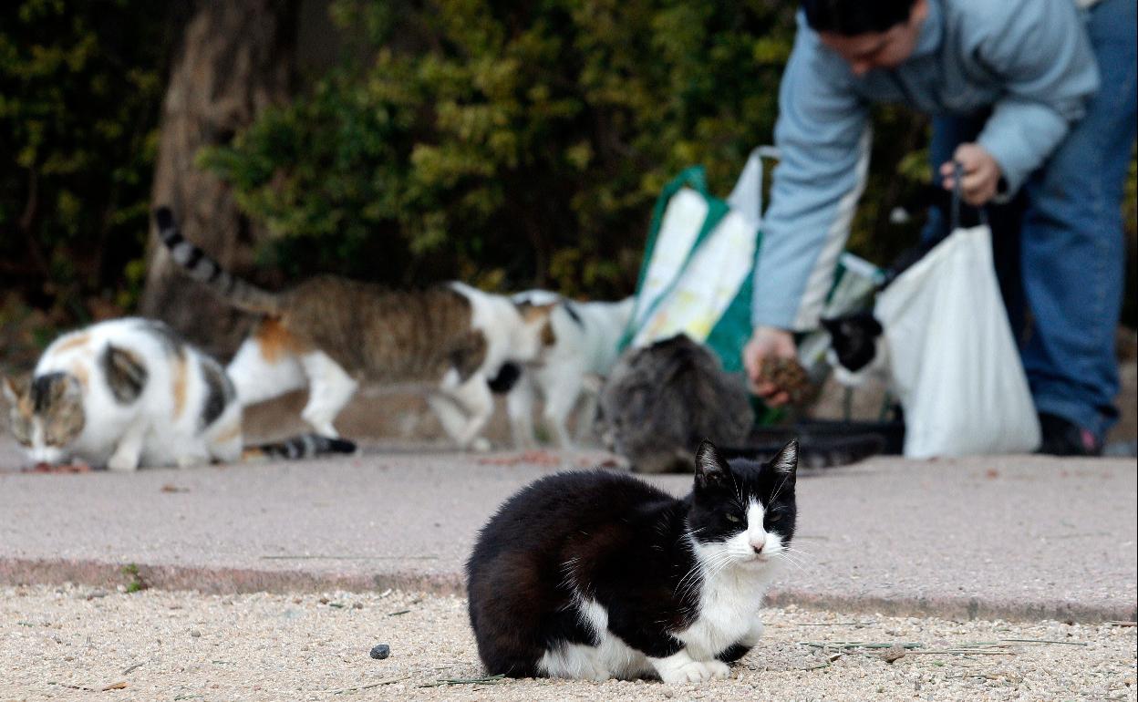 Gatos, hurones, perros y visones, los más afectados por el Covid-19