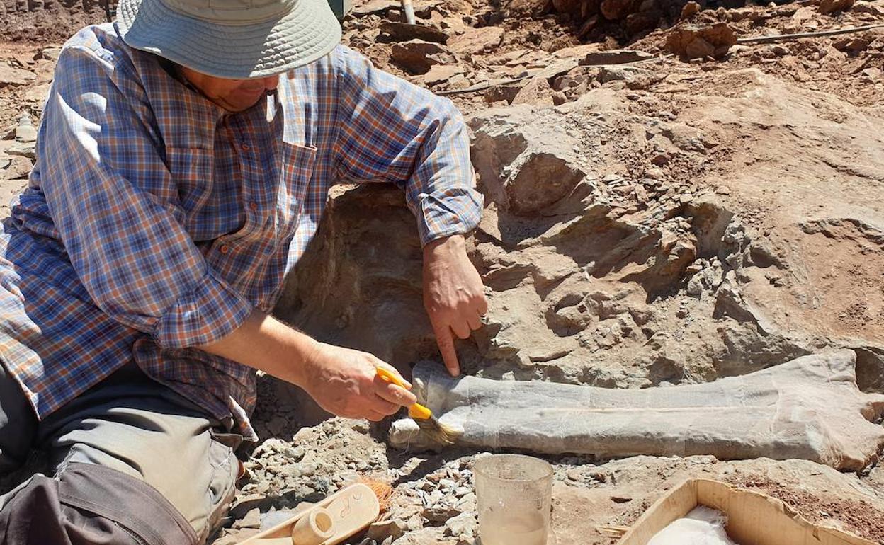 Restos de los fósiles de la excavación del saurópodo de Masía Palau en Morella. 