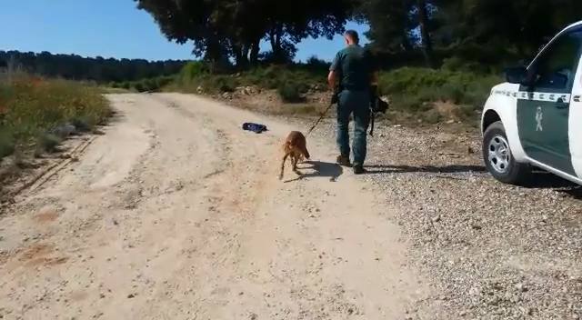 La Guardia Civil de Valencia ha pedido colaboración a los vecinos de los pueblos y aldeas de la comarca de los Serranos para localizar y detener al 'Rambo de Requena'. El operativo de búsqueda del ladrón que mantiene en jaque a los guardias civiles y policías desde hace tres meses se ha reanudado a primera hora de esta mañana. Una decena de patrullas peinan los montes de Chelva, La Sella, Higueruelas, Alpuente, Andilla y Titaguas. 