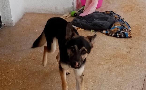 Encuentran un perro desnutrido en el balcón de una vivienda de Valencia