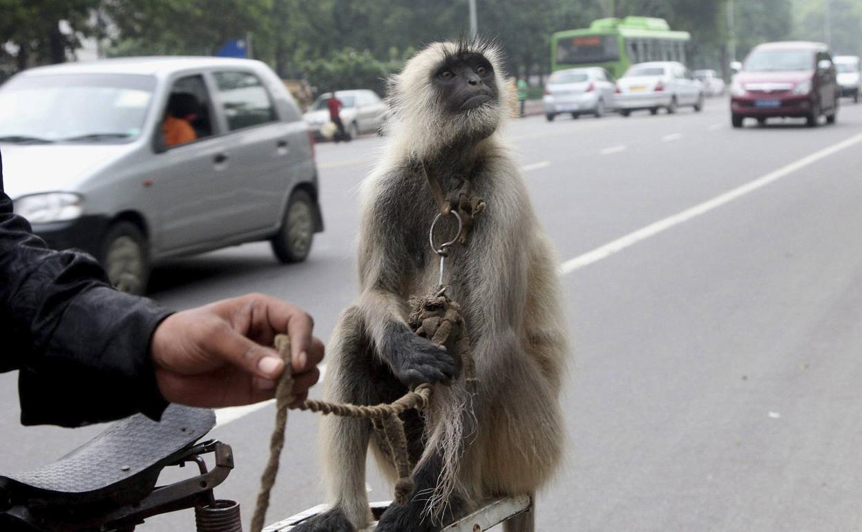 Unos monos roban muestras de sangre tomadas para detectar coronavirus y huyen del laboratorio