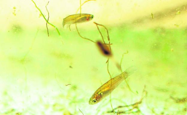 Nacen miles de samarucs en el Lago Vivo del Oceanogràfic