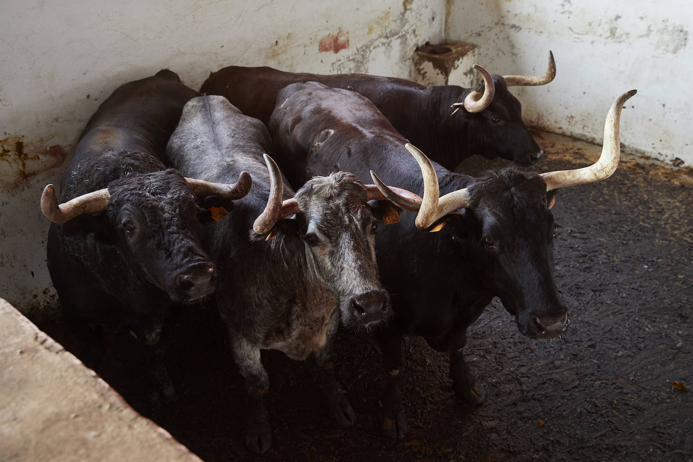 Los ganaderos de reses bravas temen pérdidas de 60 millones ante el parón de los bous al carrer. Mientras, los pescadores soportan una caída de sus ventas a la mitad por el tiempo de cierre de los restaurantes