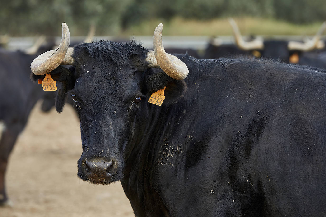 Los ganaderos de reses bravas temen pérdidas de 60 millones ante el parón de los bous al carrer. Mientras, los pescadores soportan una caída de sus ventas a la mitad por el tiempo de cierre de los restaurantes