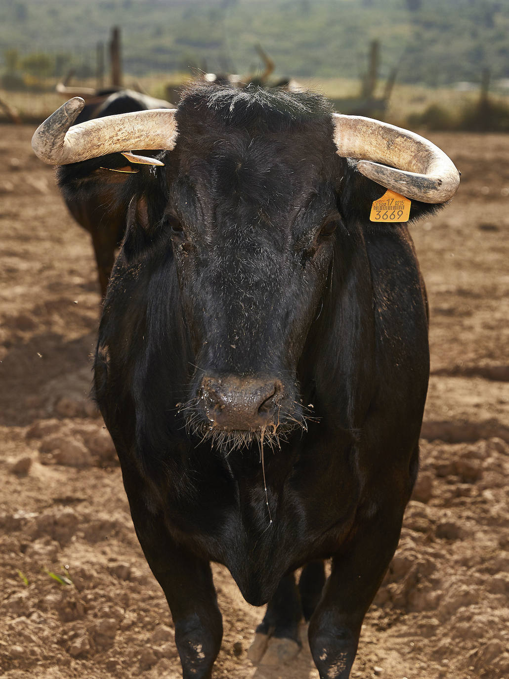 Los ganaderos de reses bravas temen pérdidas de 60 millones ante el parón de los bous al carrer. Mientras, los pescadores soportan una caída de sus ventas a la mitad por el tiempo de cierre de los restaurantes