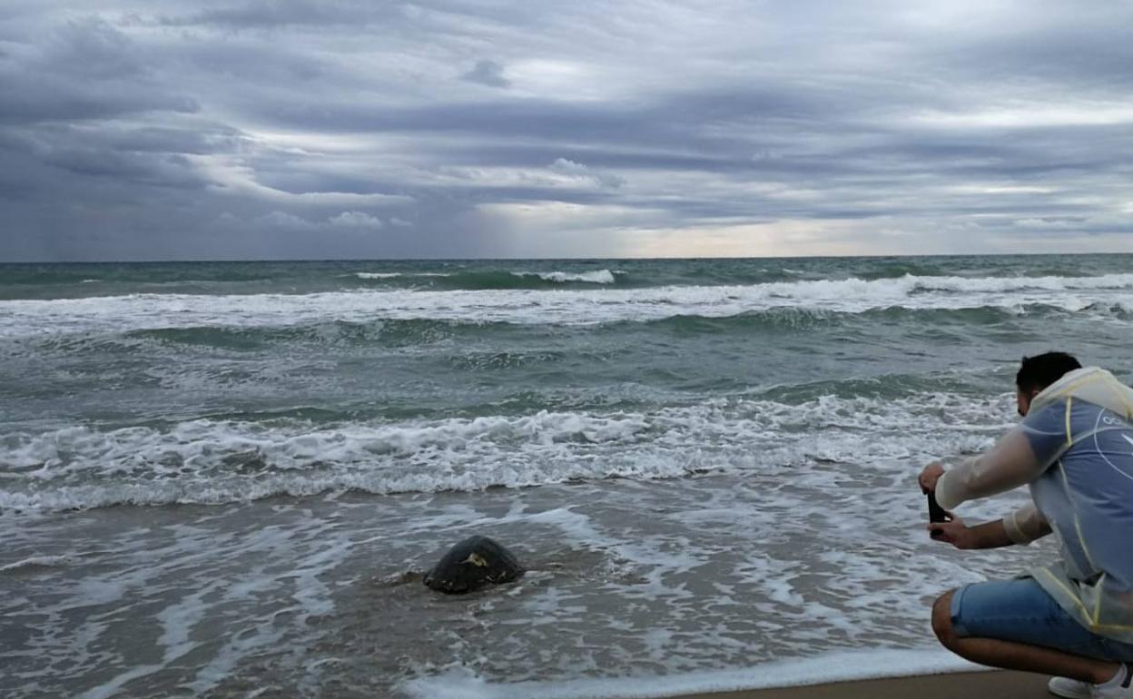 El Oceanogràfic suelta su tortuga número 500, rescatada tras tragar plástico