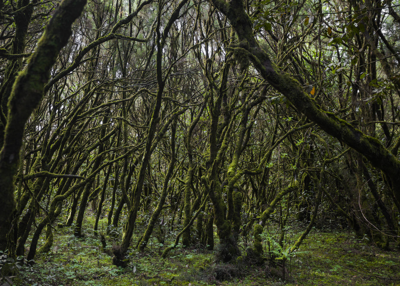 6.- Parque Nacional de Garajonay (Canarias) | Espléndidas selvas y bosques de laurisilvas -árboles parecidos al laurel frecuentes en selvas tropicales hace millones de años- bajo el manto de la niebla que asciende desde el Atlántico ocupan buena parte del parque nacional Garajonay, un sorprendente rincón de La Gomera catalogado también por la Unesco patrimonio de la humanidad.