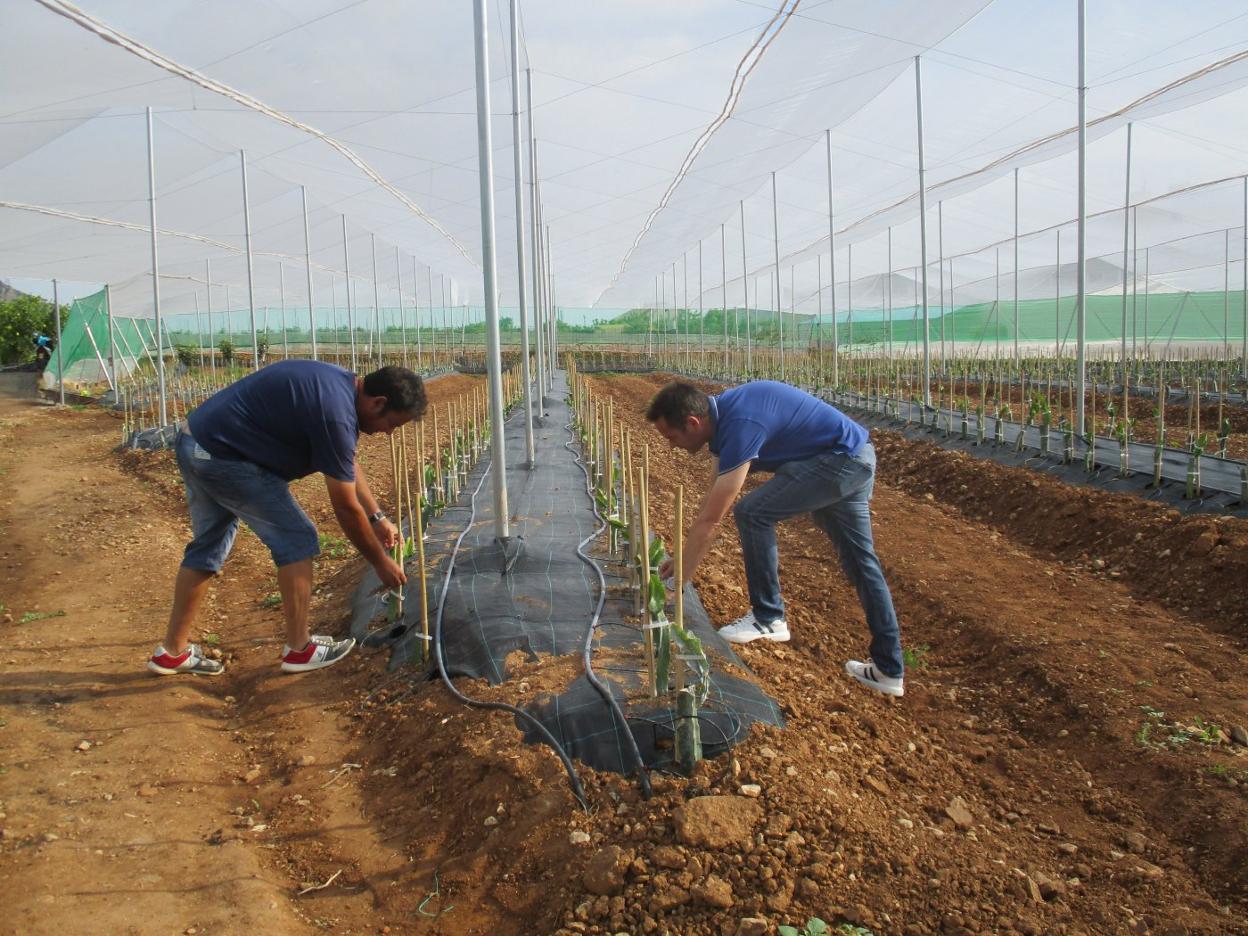 Pioneros. Fernando y Miguel Pous arreglan los tutores de sus plantas de pitayas. 