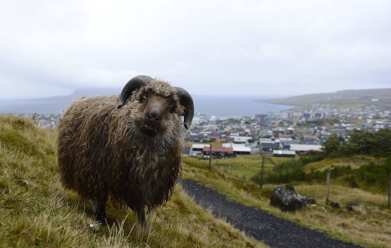 Las Islas Feroe son un destino muy diferente, Naturaleza en estado puro. Situadas al noreste de Escocia justo en el medio de Islandia y Noruega. Es un paraje verde de 1.399 kilómetros cuadrados (113 kilómetros de largo y 75 de ancho), húmedo (casi todo es costa ya que no hay ningún punto a más de 5 kilómetros del oceano) y en el que hay más ovejas (70.000 y para las que piden un especial cuidado a los turistas que viajen en sus propios coches) que habitantes (51.371), que viven en su mayoría de la pesca y la exportación de la misma. 