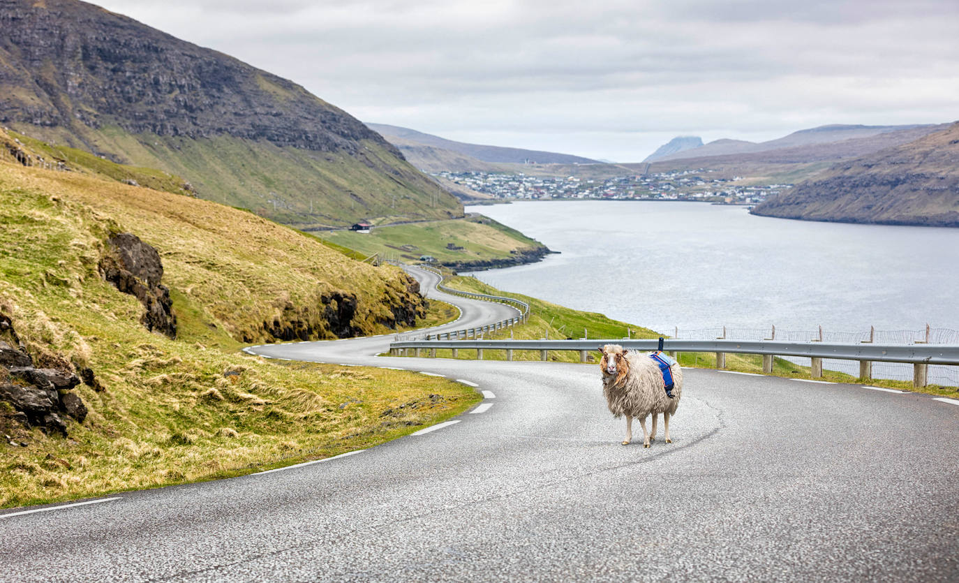 Las Islas Feroe son un destino muy diferente, Naturaleza en estado puro. Situadas al noreste de Escocia justo en el medio de Islandia y Noruega. Es un paraje verde de 1.399 kilómetros cuadrados (113 kilómetros de largo y 75 de ancho), húmedo (casi todo es costa ya que no hay ningún punto a más de 5 kilómetros del oceano) y en el que hay más ovejas (70.000 y para las que piden un especial cuidado a los turistas que viajen en sus propios coches) que habitantes (51.371), que viven en su mayoría de la pesca y la exportación de la misma. 