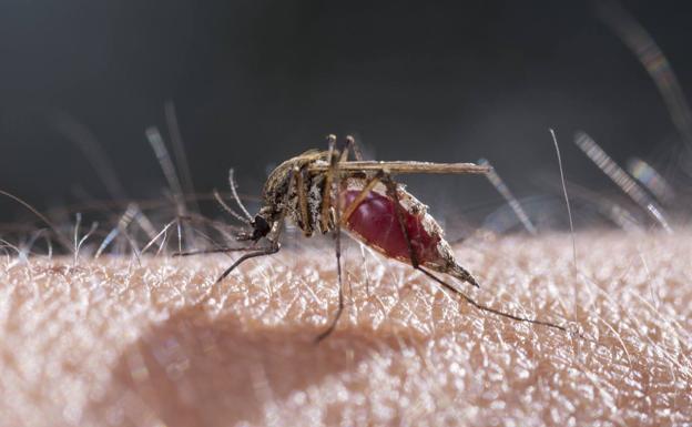 Los mosquitos, comunes o tigre, pueden transmitir enfermedades. 