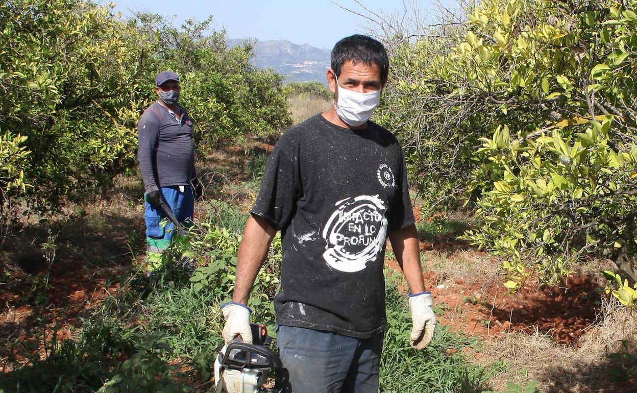 Mustafá y Racharid limpiando unos naranjos en una parcela situada en la carretera de Ondara a Benidoleig. 