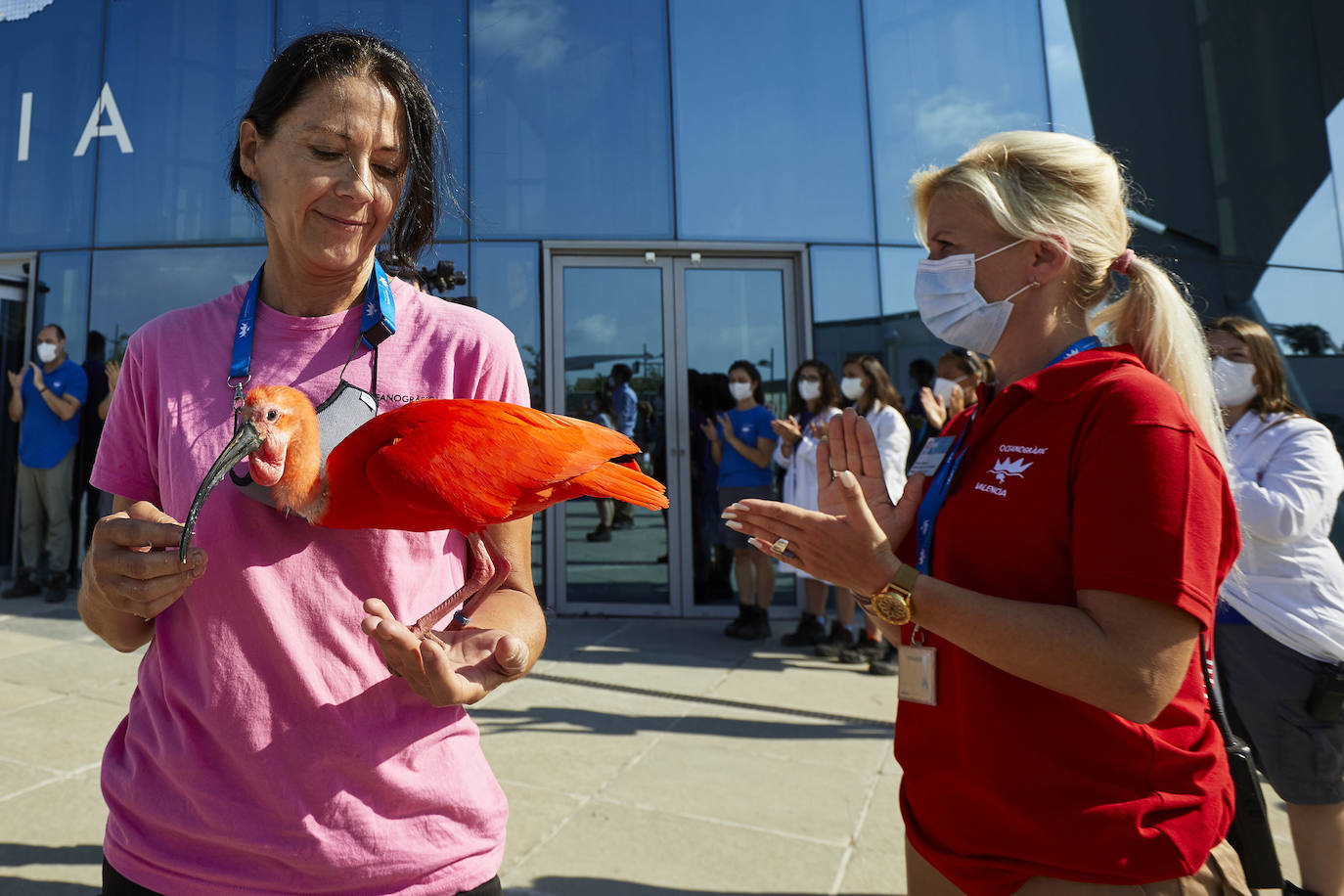 El Oceanogràfic de Valencia ha reabierto este miércoles al público después de estar 110 días cerrado por la pandemia del coronavirus, y lo ha hecho con un preventa de casi mil entradas y confiando en que las circunstancias permitan «rescatar, poco a poco, el brillo y la importancia» que tiene este parque para la Ciudad de las Artes y las Ciencias. 