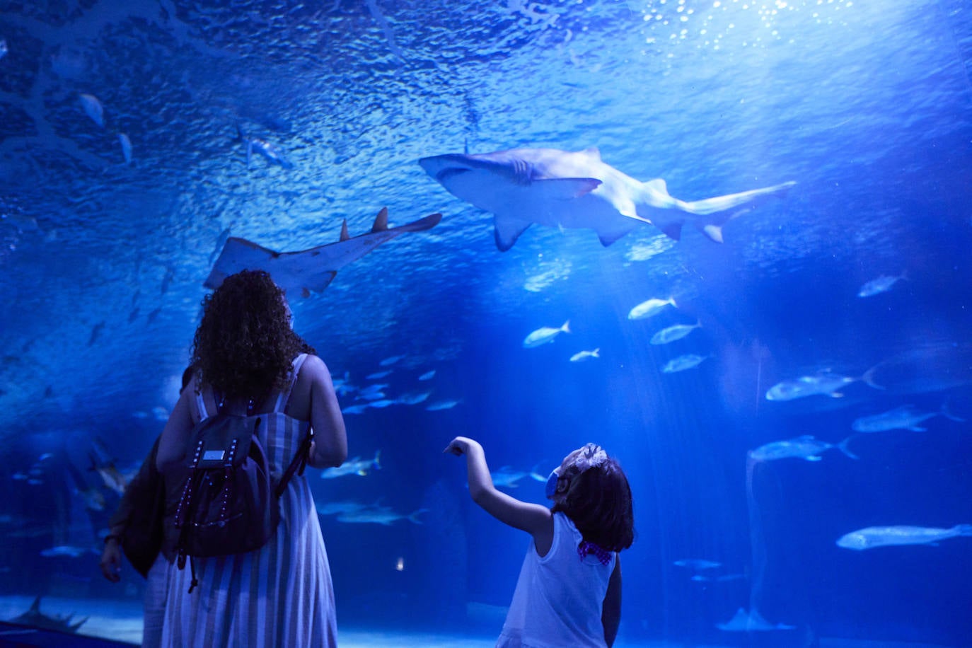 El Oceanogràfic de Valencia ha reabierto este miércoles al público después de estar 110 días cerrado por la pandemia del coronavirus, y lo ha hecho con un preventa de casi mil entradas y confiando en que las circunstancias permitan «rescatar, poco a poco, el brillo y la importancia» que tiene este parque para la Ciudad de las Artes y las Ciencias. 