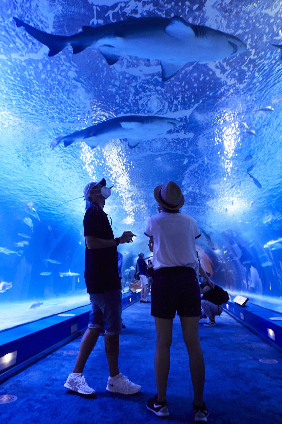 El Oceanogràfic de Valencia ha reabierto este miércoles al público después de estar 110 días cerrado por la pandemia del coronavirus, y lo ha hecho con un preventa de casi mil entradas y confiando en que las circunstancias permitan «rescatar, poco a poco, el brillo y la importancia» que tiene este parque para la Ciudad de las Artes y las Ciencias. 