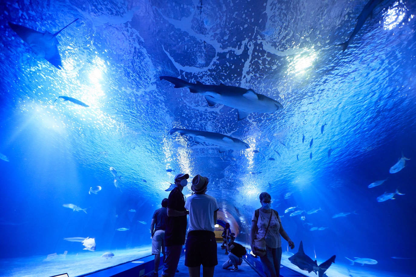 El Oceanogràfic de Valencia ha reabierto este miércoles al público después de estar 110 días cerrado por la pandemia del coronavirus, y lo ha hecho con un preventa de casi mil entradas y confiando en que las circunstancias permitan «rescatar, poco a poco, el brillo y la importancia» que tiene este parque para la Ciudad de las Artes y las Ciencias. 