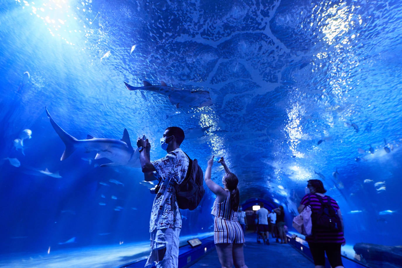 El Oceanogràfic de Valencia ha reabierto este miércoles al público después de estar 110 días cerrado por la pandemia del coronavirus, y lo ha hecho con un preventa de casi mil entradas y confiando en que las circunstancias permitan «rescatar, poco a poco, el brillo y la importancia» que tiene este parque para la Ciudad de las Artes y las Ciencias. 