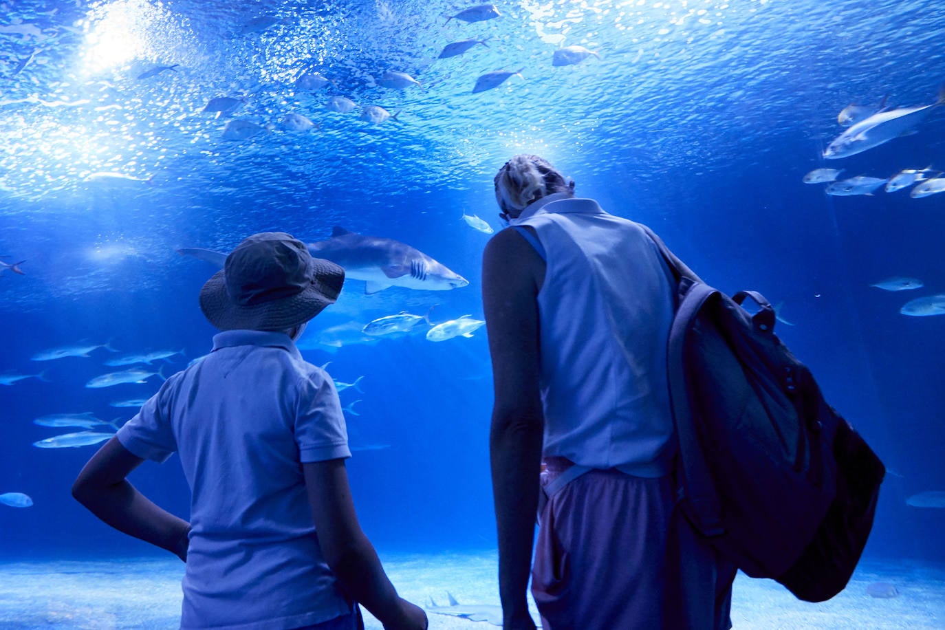 El Oceanogràfic de Valencia ha reabierto este miércoles al público después de estar 110 días cerrado por la pandemia del coronavirus, y lo ha hecho con un preventa de casi mil entradas y confiando en que las circunstancias permitan «rescatar, poco a poco, el brillo y la importancia» que tiene este parque para la Ciudad de las Artes y las Ciencias. 