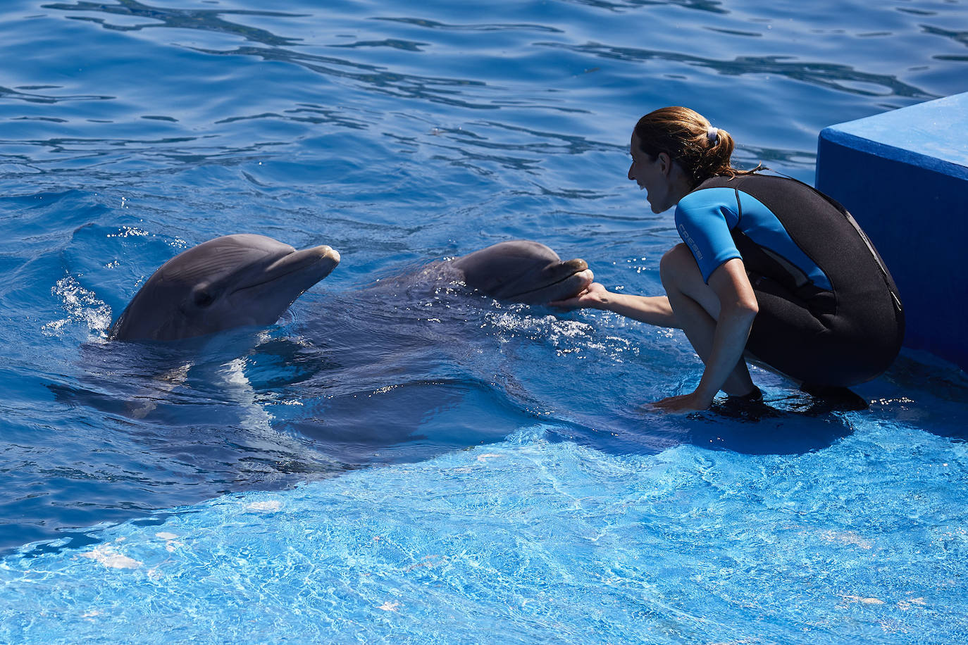 El Oceanogràfic de Valencia ha reabierto este miércoles al público después de estar 110 días cerrado por la pandemia del coronavirus, y lo ha hecho con un preventa de casi mil entradas y confiando en que las circunstancias permitan «rescatar, poco a poco, el brillo y la importancia» que tiene este parque para la Ciudad de las Artes y las Ciencias. 