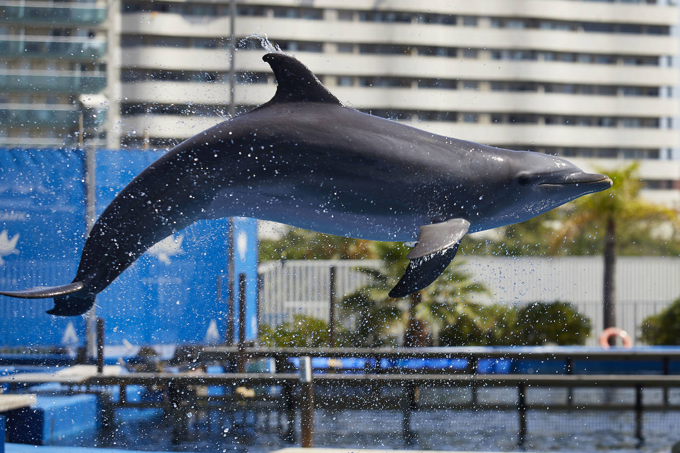 El Oceanogràfic de Valencia ha reabierto este miércoles al público después de estar 110 días cerrado por la pandemia del coronavirus, y lo ha hecho con un preventa de casi mil entradas y confiando en que las circunstancias permitan «rescatar, poco a poco, el brillo y la importancia» que tiene este parque para la Ciudad de las Artes y las Ciencias. 