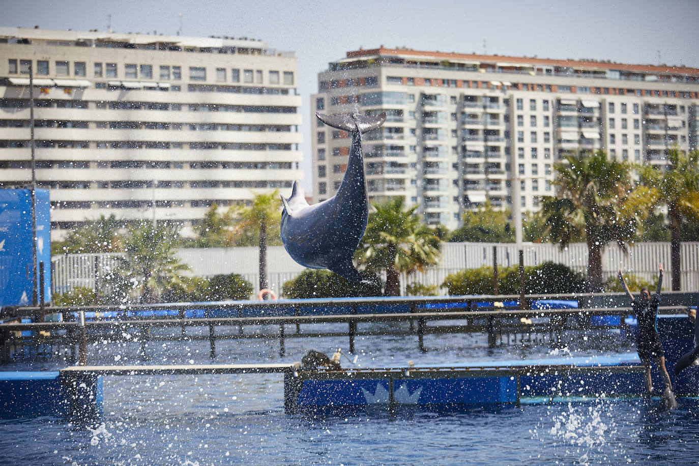 El Oceanogràfic de Valencia ha reabierto este miércoles al público después de estar 110 días cerrado por la pandemia del coronavirus, y lo ha hecho con un preventa de casi mil entradas y confiando en que las circunstancias permitan «rescatar, poco a poco, el brillo y la importancia» que tiene este parque para la Ciudad de las Artes y las Ciencias. 