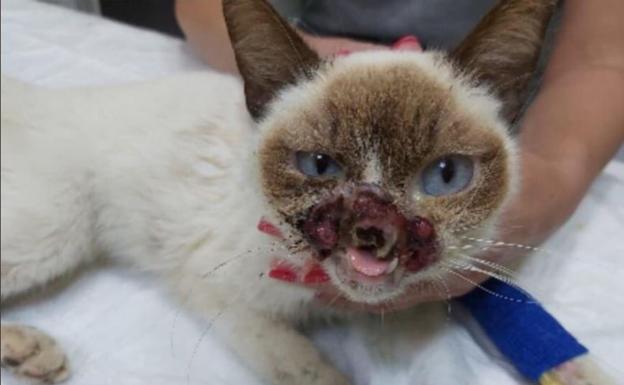 Atacan a una gata con cinco perdigonazos y le dejan la cara destrozada