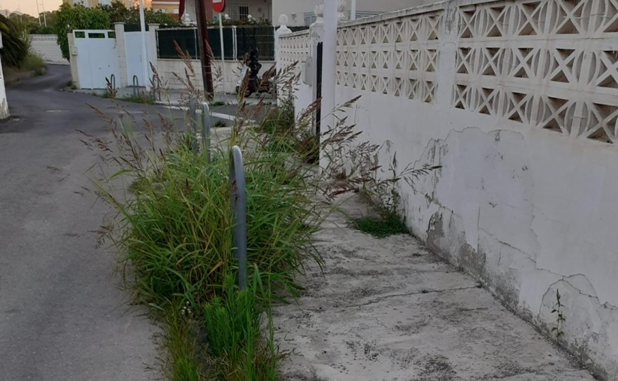 Vegetación en una acera del barrio de la playa de Venècia de Gandia. 