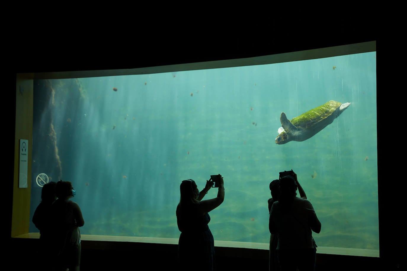 El Oceanogràfic de Valencia ha reabierto este miércoles al público después de estar 110 días cerrado por la pandemia del coronavirus. Desde el parque han explicado que se han tomado todas las medidas higiénico sanitarias para garantizar una visita segura. El parque dispone de 80.000 metros cuadrados de superficie y en espacios abiertos y guardando la distancia, los visitantes pueden ir sin mascarilla, que es obligatoria en espacios cerrados. El Oceanogràfic mantendrá todas las actividades que realiza normalmente, y seguirá abierto el delfinario y el cine 4D, donde los grupos familiares se podrán sentar juntos pero distantes de los siguientes, aunque se suspenderán los espectáculos nocturnos. 