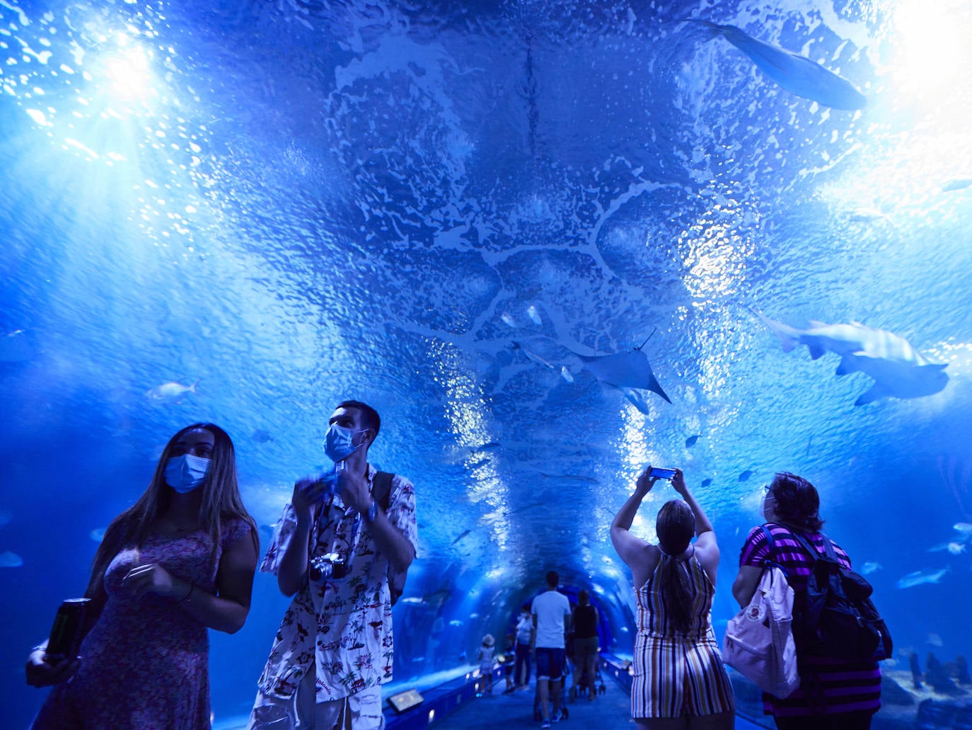 El Oceanogràfic de Valencia ha reabierto este miércoles al público después de estar 110 días cerrado por la pandemia del coronavirus. Desde el parque han explicado que se han tomado todas las medidas higiénico sanitarias para garantizar una visita segura. El parque dispone de 80.000 metros cuadrados de superficie y en espacios abiertos y guardando la distancia, los visitantes pueden ir sin mascarilla, que es obligatoria en espacios cerrados. El Oceanogràfic mantendrá todas las actividades que realiza normalmente, y seguirá abierto el delfinario y el cine 4D, donde los grupos familiares se podrán sentar juntos pero distantes de los siguientes, aunque se suspenderán los espectáculos nocturnos. 