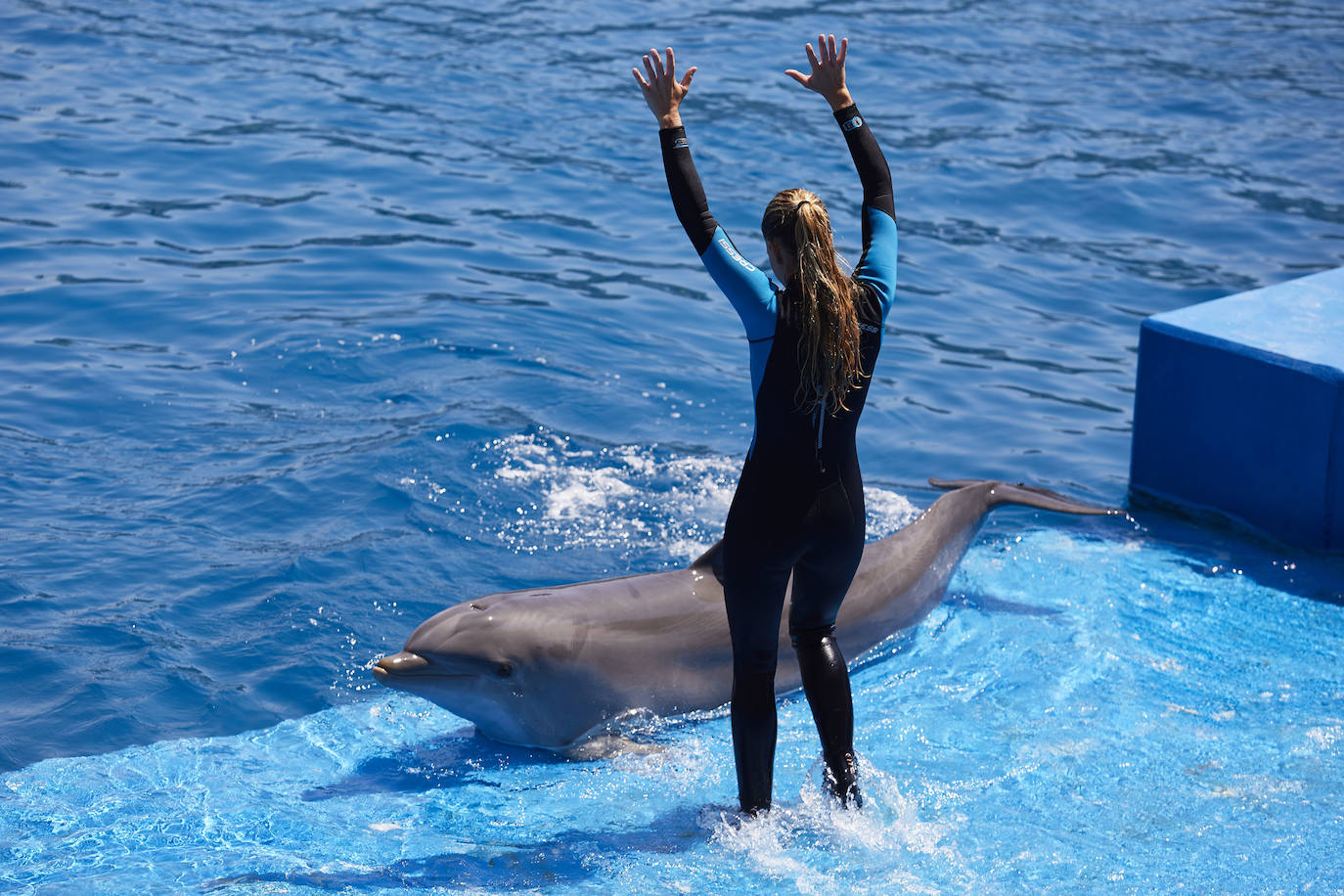 El Oceanogràfic de Valencia ha reabierto este miércoles al público después de estar 110 días cerrado por la pandemia del coronavirus. Desde el parque han explicado que se han tomado todas las medidas higiénico sanitarias para garantizar una visita segura. El parque dispone de 80.000 metros cuadrados de superficie y en espacios abiertos y guardando la distancia, los visitantes pueden ir sin mascarilla, que es obligatoria en espacios cerrados. El Oceanogràfic mantendrá todas las actividades que realiza normalmente, y seguirá abierto el delfinario y el cine 4D, donde los grupos familiares se podrán sentar juntos pero distantes de los siguientes, aunque se suspenderán los espectáculos nocturnos. 