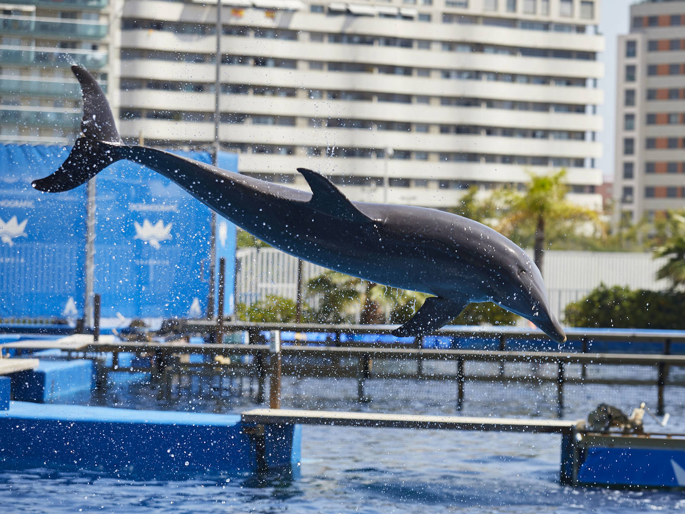 El Oceanogràfic de Valencia ha reabierto este miércoles al público después de estar 110 días cerrado por la pandemia del coronavirus. Desde el parque han explicado que se han tomado todas las medidas higiénico sanitarias para garantizar una visita segura. El parque dispone de 80.000 metros cuadrados de superficie y en espacios abiertos y guardando la distancia, los visitantes pueden ir sin mascarilla, que es obligatoria en espacios cerrados. El Oceanogràfic mantendrá todas las actividades que realiza normalmente, y seguirá abierto el delfinario y el cine 4D, donde los grupos familiares se podrán sentar juntos pero distantes de los siguientes, aunque se suspenderán los espectáculos nocturnos. 