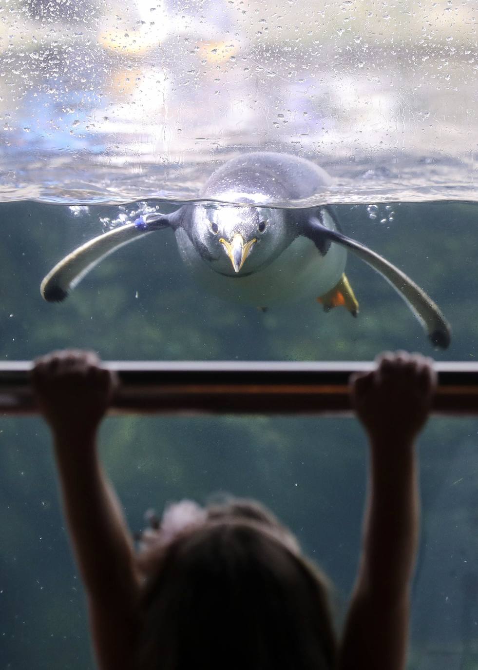 El Oceanogràfic de Valencia ha reabierto este miércoles al público después de estar 110 días cerrado por la pandemia del coronavirus. Desde el parque han explicado que se han tomado todas las medidas higiénico sanitarias para garantizar una visita segura. El parque dispone de 80.000 metros cuadrados de superficie y en espacios abiertos y guardando la distancia, los visitantes pueden ir sin mascarilla, que es obligatoria en espacios cerrados. El Oceanogràfic mantendrá todas las actividades que realiza normalmente, y seguirá abierto el delfinario y el cine 4D, donde los grupos familiares se podrán sentar juntos pero distantes de los siguientes, aunque se suspenderán los espectáculos nocturnos. 