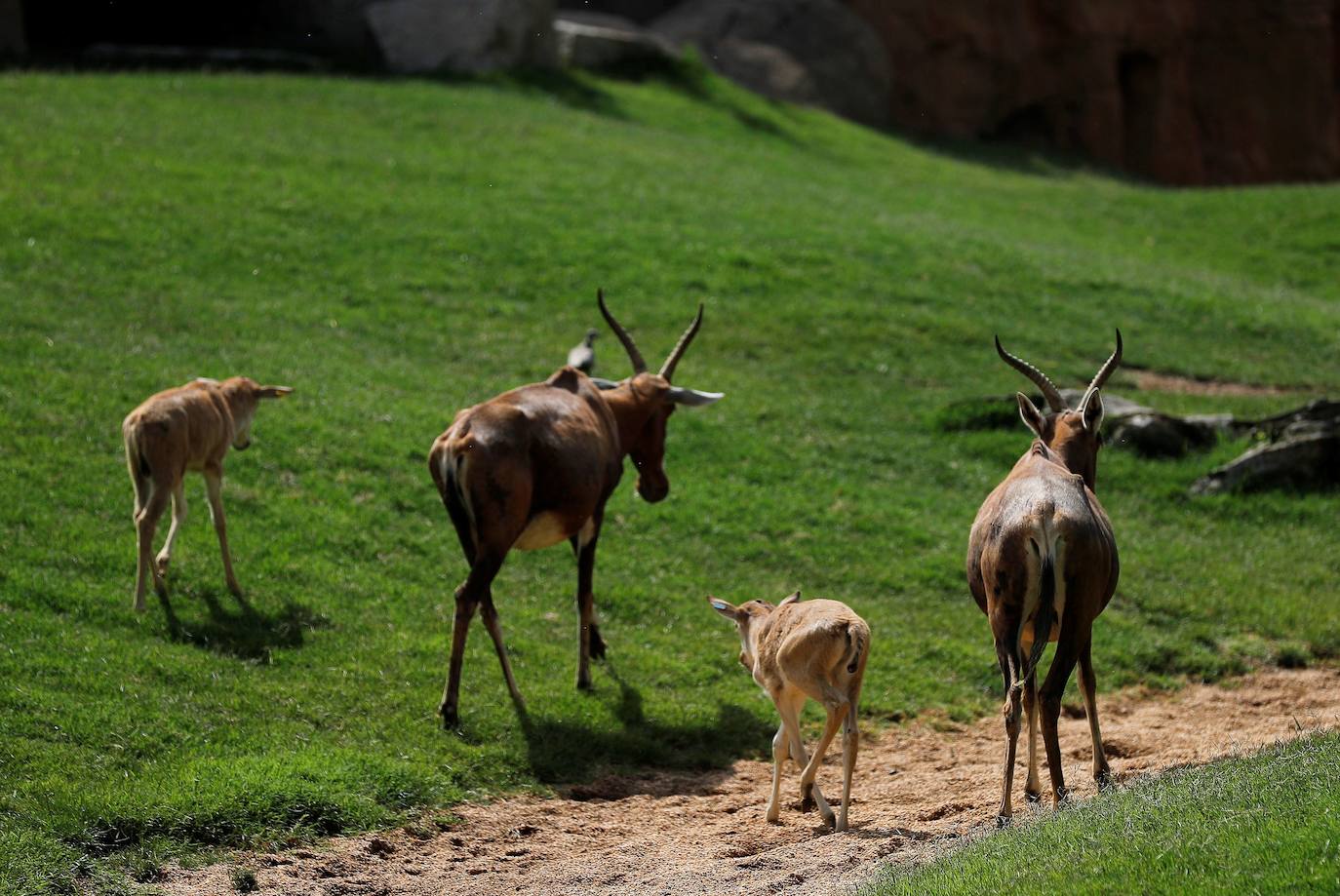 Bioparc. Valencia puede presumir de albergar en medio de la ciudad de un zoológico especializado en la fauna africana, en el que disfrutar de la naturaleza más salvaje. 