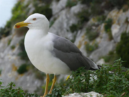 Peñón de Ifach. Es uno de los espacios naturales más importantes de la Comunitat. Este Parque Natural es el hábitat de especies como el cormorán, el alcatraz, el halcón peregrino y la gaviota patiamarilla que viven en total libertad. 