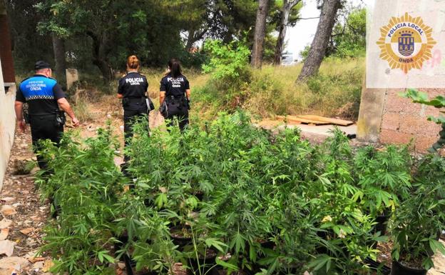 Imagen principal - Marihuana a golpe de dron