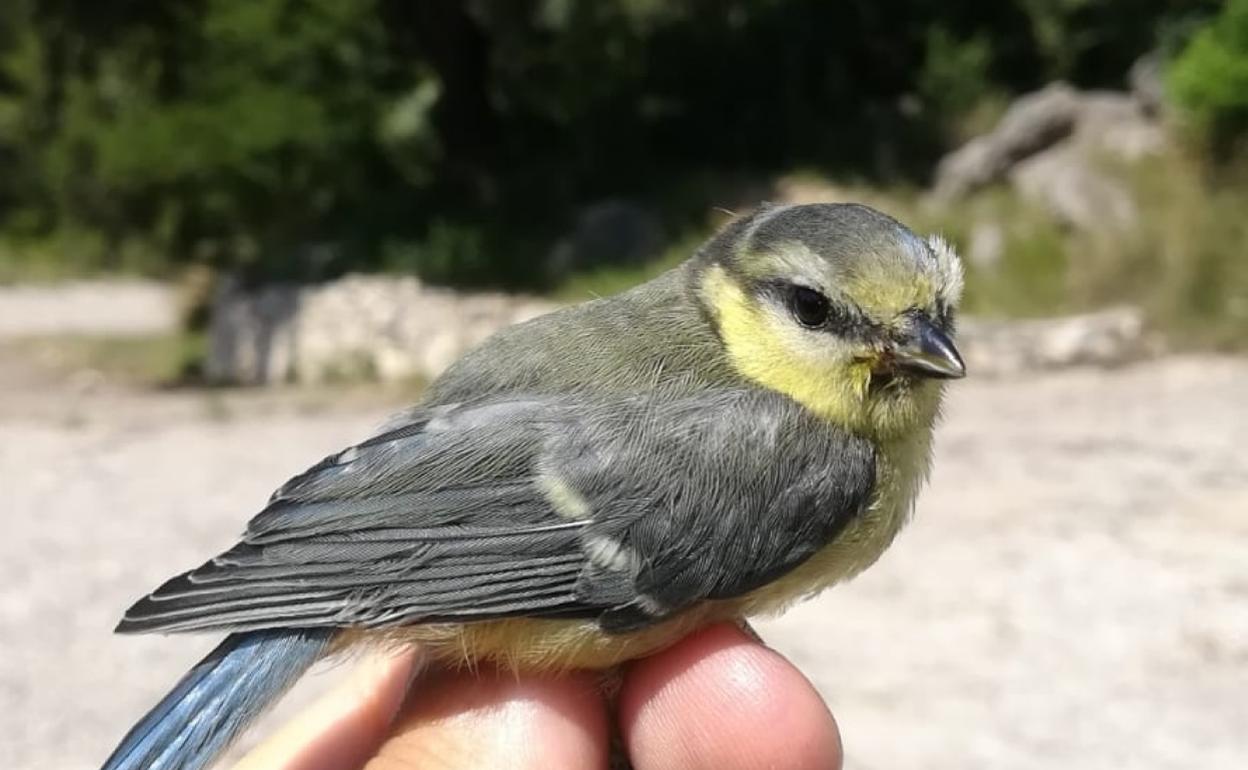 Anillamiento de aves en el Parpalló-Borrell de Gandia