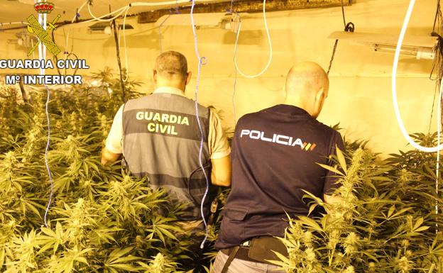 Detenidas once personas de una red dedicada a establecer macro-plantaciones de marihuana